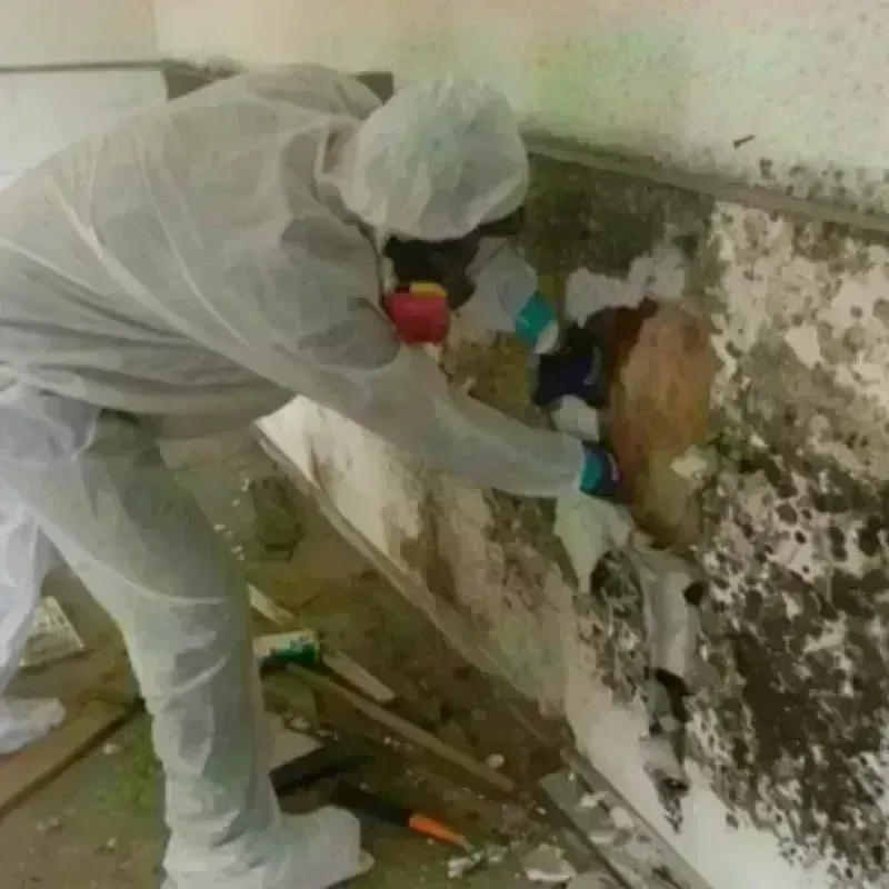 Mold Remediation and Removal in Paterson, NJ